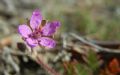 Erodium cicutarium